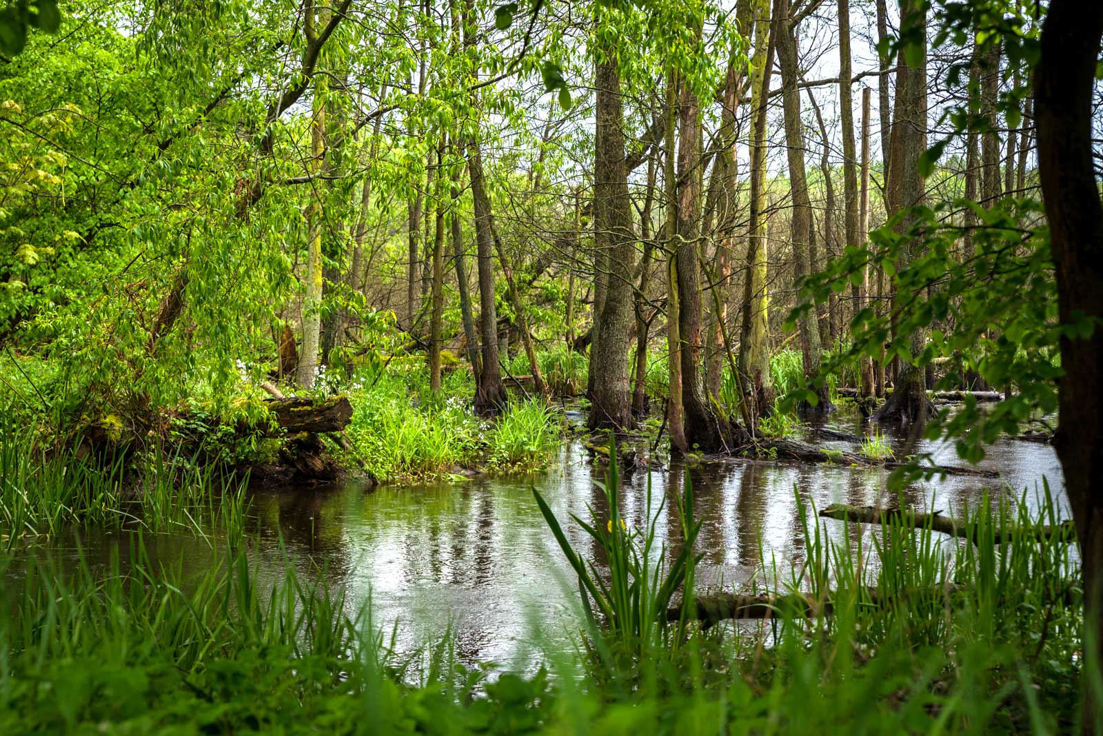 Zdjęcie współczesne. Widok na dziki, zalany przez jezioro leśny teren. Fotografię wykonano z żabiej perspektywy. Na pierwszym planie widać intensywnie zieloną trawę na brzegu, następnie widać wąski pas jeziora, który wciął się w brzeg. W jeziorze zanurzone są pnie drzew, które wpadły do wody. Na drugim brzegu znajdują się wywrócone konary drzew oraz drzewa stojące. Wszystkie drzewa są liściaste i intensywnie zielone. 