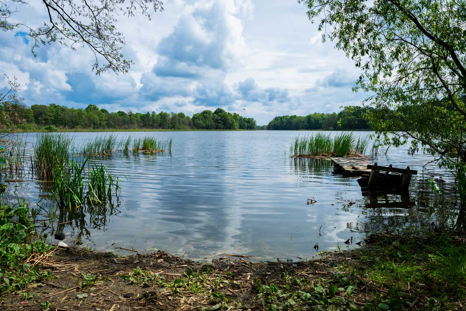 Zdjęcie współczesne widok na jezioro szymbarskie z północno-zachodniego brzegu. Fotografia wykonana w pochmurny dzień, na niebie widoczne wyraźne wielowarstwowe chmury, które odbijają się w tafli jeziora. Zdjęcie wykonano z żabiej perspektywy, na jego pierwszym planie widzimy skrawek trawiastego brzegu jeziora, po prawej stronie zdjęcia widać zawalony pomost dla wędkarzy, jezioro porastają nieliczne skupiska tataraku. W oddali widać przeciwległy brzeg jeziora oraz drzewa nad jego brzegiem. 